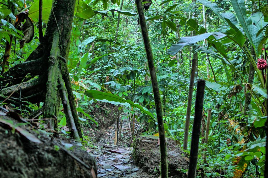 Hotel Mountain Paradise La Fortuna Dış mekan fotoğraf